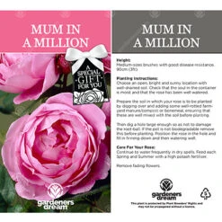 Mum In A Million Pink Rose - Outdoor Plant, Ideal For Gardens, Compact Size -Leaf Shop mum in a million pink rose outdoor plant ideal for gardens compact size5051641538815 03c MP