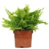 Nephrolepis Boston Fern - Indoor House Plant For Home Office, Kitchen, Living Room - Potted Houseplant (30-40cm) -Leaf Shop nephrolepis boston fern indoor house plant for home office kitchen living room potted houseplant 30 40cm 5059442007509 01c MP
