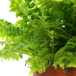 Nephrolepis Boston Fern - Indoor House Plant For Home Office, Kitchen, Living Room - Potted Houseplant (30-40cm) -Leaf Shop nephrolepis boston fern indoor house plant for home office kitchen living room potted houseplant 30 40cm 5059442007509 02c MP