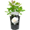 New Born Baby White Rose - Outdoor Plant, Ideal For Gardens, Compact Size