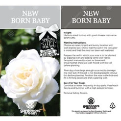 New Born Baby White Rose - Outdoor Plant, Ideal For Gardens, Compact Size -Leaf Shop new born baby white rose outdoor plant ideal for gardens compact size5051641562735 02c MP