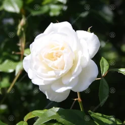 New Born Baby White Rose - Outdoor Plant, Ideal For Gardens, Compact Size -Leaf Shop new born baby white rose outdoor plant ideal for gardens compact size5051641562735 03c MP