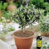 Olivia Europeana Olive Tree - Outdoor Olive Fruit Plant, Ideal For UK Gardens, Compact Size (20-30cm) -Leaf Shop olivia europeana olive tree outdoor olive fruit plant ideal for uk gardens compact size 20 30cm 5059442029006 01c MP