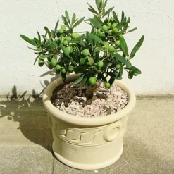 Olivia Europeana Olive Tree - Outdoor Olive Fruit Plant, Ideal For UK Gardens, Compact Size (20-30cm) -Leaf Shop olivia europeana olive tree outdoor olive fruit plant ideal for uk gardens compact size 20 30cm 5059442029006 02c MP