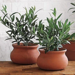 Olivia Europeana Olive Tree - Outdoor Olive Fruit Plant, Ideal For UK Gardens, Compact Size (20-30cm) -Leaf Shop olivia europeana olive tree outdoor olive fruit plant ideal for uk gardens compact size 20 30cm 5059442029006 03c MP