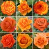Orange Rose - Outdoor Plant, Stunning Colour, Ideal For Gardens, Compact Size -Leaf Shop orange rose outdoor plant stunning colour ideal for gardens compact size5059442019076 01c MP