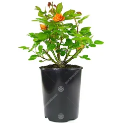 Orange Rose - Outdoor Plant, Stunning Colour, Ideal For Gardens, Compact Size -Leaf Shop orange rose outdoor plant stunning colour ideal for gardens compact size5059442019076 02c MP