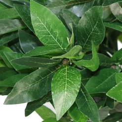 Leaf Pair Of 120cm (4ft) Plain Stem Artificial Topiary Bay Laurel Ball Trees 7 Leaf Pair Of 120cm (4ft) Plain Stem Artificial Topiary Bay Laurel Ball Trees -Leaf Shop pair of 120cm 4ft plain stem artificial topiary bay laurel ball trees5060532971242 02c MP