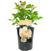 Paper Wedding 1st Anniversary White Rose - Outdoor Plant, Ideal For Gardens, Compact Size -Leaf Shop paper wedding 1st anniversary white rose outdoor plant ideal for gardens compact size5051641544687 01c MP