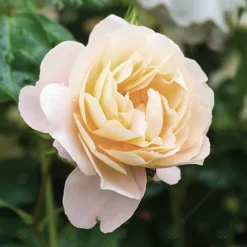 Paper Wedding 1st Anniversary White Rose - Outdoor Plant, Ideal For Gardens, Compact Size -Leaf Shop paper wedding 1st anniversary white rose outdoor plant ideal for gardens compact size5051641544687 02c MP