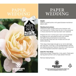 Paper Wedding 1st Anniversary White Rose - Outdoor Plant, Ideal For Gardens, Compact Size -Leaf Shop paper wedding 1st anniversary white rose outdoor plant ideal for gardens compact size5051641544687 03c MP