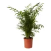 Parlour Palm In 19cm Pot -Leaf Shop parlour palm in 19cm pot5059340224398 02c