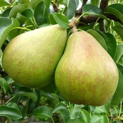 Pear Comice Patio Tree - Juicy Fruit-Bearing Tree For UK Patio Gardens - Outdoor Plant (2-3ft) -Leaf Shop pear comice patio tree juicy fruit bearing tree for uk patio gardens outdoor plant 2 3ft 5059442014606 04c MP