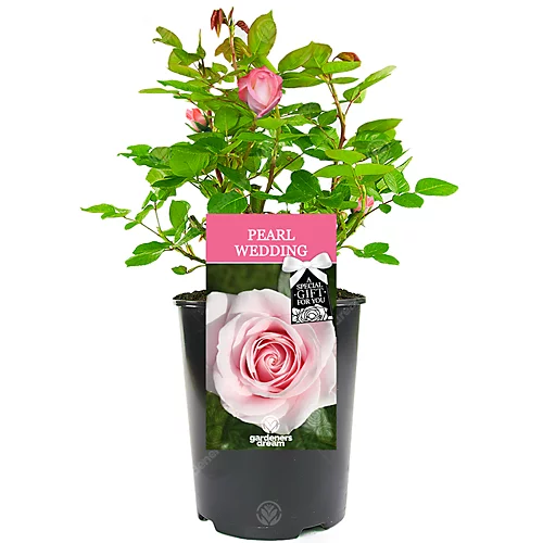 Pearl Wedding 30th Anniversary Pink Rose - Outdoor Plant, Ideal For Gardens, Compact Size 3 Pearl Wedding 30th Anniversary Pink Rose - Outdoor Plant, Ideal For Gardens, Compact Size