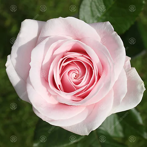 Pearl Wedding 30th Anniversary Pink Rose - Outdoor Plant, Ideal For Gardens, Compact Size 4 Pearl Wedding 30th Anniversary Pink Rose - Outdoor Plant, Ideal For Gardens, Compact Size - Image 2