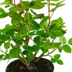 Pearl Wedding 30th Anniversary Pink Rose - Outdoor Plant, Ideal For Gardens, Compact Size 9 Pearl Wedding 30th Anniversary Pink Rose - Outdoor Plant, Ideal For Gardens, Compact Size -Leaf Shop pearl wedding 30th anniversary pink rose outdoor plant ideal for gardens compact size5051641544694 04c MP