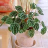 Peperomia Caperata Lilian - Houseplant With Ruffled Dark Green Leaves, Ideal Tabletop Plant (15-25cm) -Leaf Shop peperomia caperata lilian houseplant with ruffled dark green leaves ideal tabletop plant 15 25cm 5059442029716 01c MP