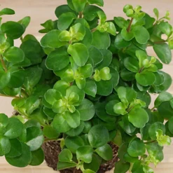 Leaf Shop 30 Leaf Shop -Leaf Shop peperomia rotundifolia trailing jade houseplant indoor plant ideal for small spaces compact size 10 15cm 5059442029877 02c MP