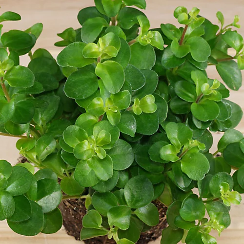 Peperomia Rotundifolia - Trailing Jade Houseplant, Indoor Plant Ideal For Small Spaces, Compact Size (10-15cm) 4 Peperomia Rotundifolia - Trailing Jade Houseplant, Indoor Plant Ideal For Small Spaces, Compact Size (10-15cm) - Image 2