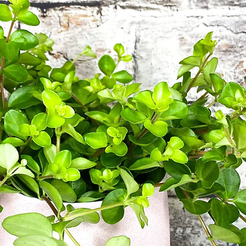 Peperomia Rotundifolia - Trailing Jade Houseplant, Indoor Plant Ideal For Small Spaces, Compact Size (10-15cm) 5 Peperomia Rotundifolia - Trailing Jade Houseplant, Indoor Plant Ideal For Small Spaces, Compact Size (10-15cm) - Image 3