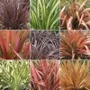 Phormium Plant Mix - Beautiful Collection Of Outdoor Plants, Ideal For UK Gardens, 9cm Pots (3 Pack) -Leaf Shop phormium plant mix beautiful collection of outdoor plants ideal for uk gardens 9cm pots 3 pack 5051641454122 01c MP