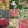 Pieris Plant Mix - Beautiful Collection Of Outdoor Plants, Ideal For UK Gardens, 9cm Pots (10 Pack) -Leaf Shop pieris plant mix beautiful collection of outdoor plants ideal for uk gardens 9cm pots 10 pack 5051641454177 01c MP