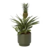 Pineapple Plant In 13.5cm Assorted Ceramic Decorative Pot 2 Pineapple Plant In 13.5cm Assorted Ceramic Decorative Pot -Leaf Shop pineapple plant in 13 5cm assorted ceramic decorative pot5059340224435 02c