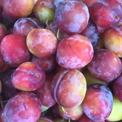 Plum Opal Patio Tree - Sweet Fruit-Bearing Tree For UK Patio Gardens - Outdoor Plant (2-3ft) -Leaf Shop plum opal patio tree sweet fruit bearing tree for uk patio gardens outdoor plant 2 3ft 5059442009619 04c MP