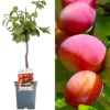 Plum Victoria Patio Tree - Delicious Fruit-Bearing Tree For UK Patio Gardens - Outdoor Plant -Leaf Shop plum victoria patio tree delicious fruit bearing tree for uk patio gardens outdoor plant5051641565279 01c MP