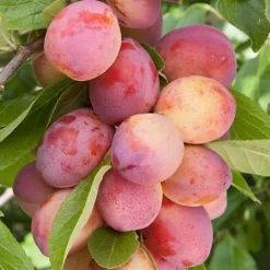 Plum Victoria Patio Tree - Delicious Fruit-Bearing Tree For UK Patio Gardens - Outdoor Plant -Leaf Shop plum victoria patio tree delicious fruit bearing tree for uk patio gardens outdoor plant5051641565279 04c MP