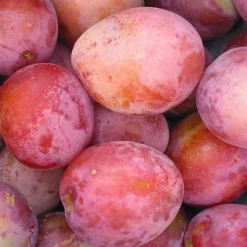 Plum Victoria Patio Tree - Delicious Fruit-Bearing Tree For UK Patio Gardens - Outdoor Plant -Leaf Shop plum victoria patio tree delicious fruit bearing tree for uk patio gardens outdoor plant5051641565279 05c MP