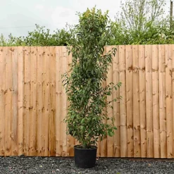 Portuguese Laurel 1.5m Height Evergreen Instant Hedge Pack Of 8