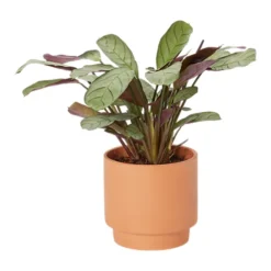 Prayer Plant Pale Grey Ceramic Decorative Pot