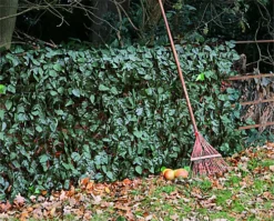 Primrose Artificial Ivy Leaf Screening Hedge Roll Privacy Screen W3m X H1m