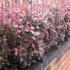 Red Berberis 40cm Height Evergreen Hedge Plant Pack Of 10 2 Red Berberis 40cm Height Evergreen Hedge Plant Pack Of 10 -Leaf Shop red berberis 40cm height evergreen hedge plant pack of 105056684004426 01c MP