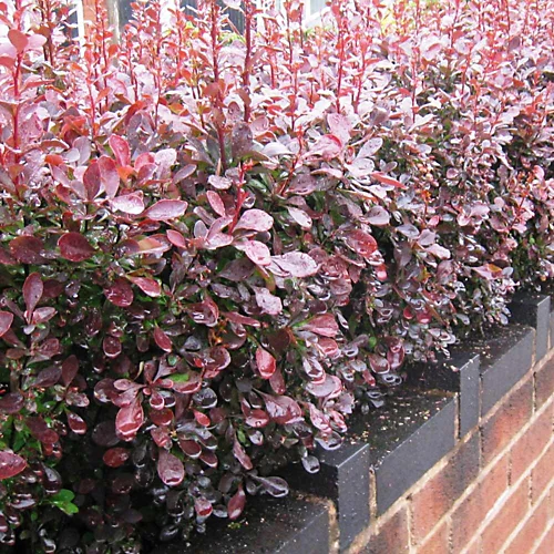 Red Berberis 40cm Height Evergreen Hedge Plant Pack Of 10 3 Red Berberis 40cm Height Evergreen Hedge Plant Pack Of 10