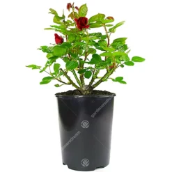 Leaf Shop -Leaf Shop red rose outdoor plant stunning colour ideal for gardens compact size5059442019038 02c MP