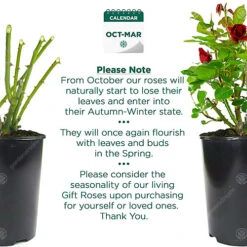 Red Rose - Outdoor Plant, Stunning Colour, Ideal For Gardens, Compact Size 7 Red Rose - Outdoor Plant, Stunning Colour, Ideal For Gardens, Compact Size -Leaf Shop red rose outdoor plant stunning colour ideal for gardens compact size5059442019038 03c MP