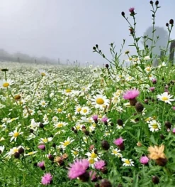 Restore & Enrich Wildflower Seed BSRE 100% (5 Kg) -Leaf Shop restore enrich wildflower seed bsre 100 5 kg 00002135 03c MP