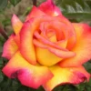 Rose Sheila's Perfume 5 Litre Potted Plant -Leaf Shop rose sheila s perfume 5 litre potted plant5050222003452 01c MP