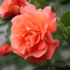 Rose Westerland 5 Litre Potted Plant -Leaf Shop rose westerland 5 litre potted plant5050222003551 01c MP