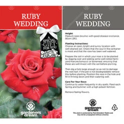 Ruby Wedding 40th Anniversary Red Rose - Outdoor Plant, Ideal For Gardens, Compact Size -Leaf Shop ruby wedding 40th anniversary red rose outdoor plant ideal for gardens compact size5051641538839 03c MP