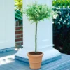 Salix Hakuro Nishiki Patio Tree - Stunning Variety, Ideal For UK Gardens, Compact Size (2-3ft) -Leaf Shop salix hakuro nishiki patio tree stunning variety ideal for uk gardens compact size 2 3ft 5051641249230 01c MP