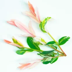 Salix Hakuro Nishiki Patio Tree - Stunning Variety, Ideal For UK Gardens, Compact Size (2-3ft) -Leaf Shop salix hakuro nishiki patio tree stunning variety ideal for uk gardens compact size 2 3ft 5051641249230 04c MP