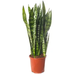 Sansevieria Black Coral - Indoor House Plant For Home Office, Kitchen, Living Room - Potted Houseplant (60-70cm)