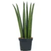 Sansevieria Cylindrica - Indoor House Plant For Home Office, Kitchen, Living Room - Potted Houseplant (30-40cm) -Leaf Shop sansevieria cylindrica indoor house plant for home office kitchen living room potted houseplant 30 40cm 5059442007462 01c MP