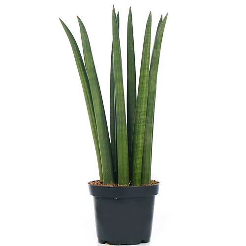 Sansevieria Cylindrica - Indoor House Plant For Home Office, Kitchen, Living Room - Potted Houseplant (30-40cm) 3 Sansevieria Cylindrica - Indoor House Plant For Home Office, Kitchen, Living Room - Potted Houseplant (30-40cm)