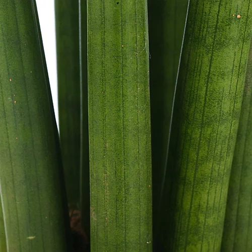 Sansevieria Cylindrica - Indoor House Plant For Home Office, Kitchen, Living Room - Potted Houseplant (30-40cm) 4 Sansevieria Cylindrica - Indoor House Plant For Home Office, Kitchen, Living Room - Potted Houseplant (30-40cm) - Image 2