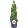 Sansevieria Twister - Indoor House Plant For Home Office, Kitchen, Living Room - Potted Houseplant (30-40cm) 1 Sansevieria Twister - Indoor House Plant For Home Office, Kitchen, Living Room - Potted Houseplant (30-40cm) -Leaf Shop sansevieria twister indoor house plant for home office kitchen living room potted houseplant 30 40cm 5059442011261 01c MP