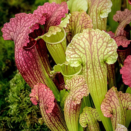 Sarracenia Smoorii - Indooy Fly Trap Houseplant, Evergreen Carnivorous Pitcher Plant In 12cm Pot (20-30cm) 3 Sarracenia Smoorii - Indooy Fly Trap Houseplant, Evergreen Carnivorous Pitcher Plant In 12cm Pot (20-30cm)